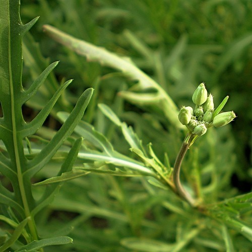 Hoppraus-Adventskalender: 6. Dezember