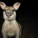 Annoying wallaby - Too fuckin' close