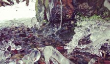 Ackerborre in Oberthal (Instagram)