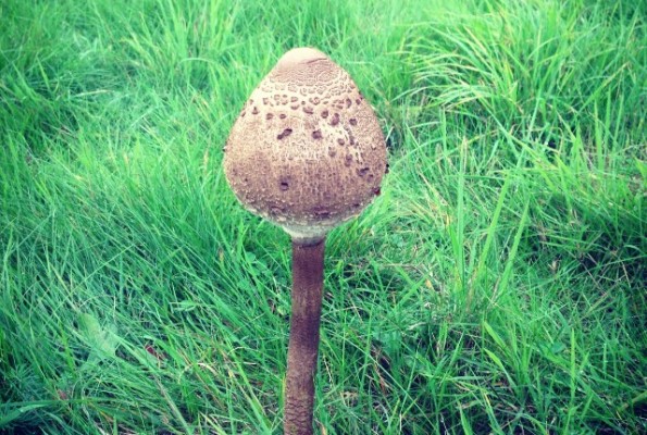 Unbekannter Verdammt großer Pilz (Instagram)